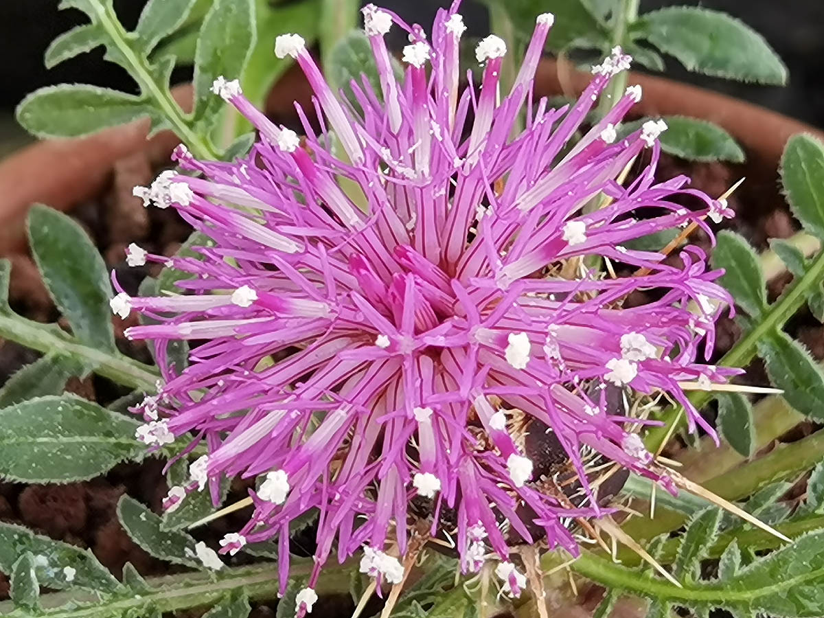 Centaurea raphanina ssp mixta 3